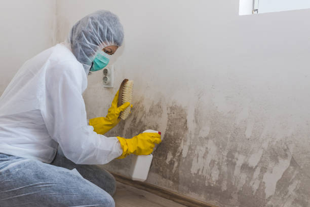 Best Residential Mold Remediation in Falling Water, TN